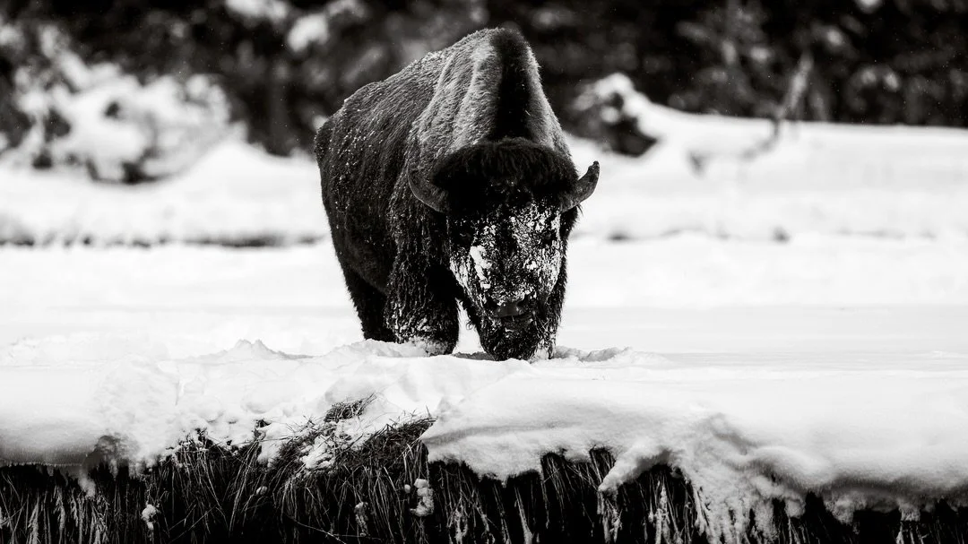 The world is changing as she flings round and round through space. This image is from 2023/24 winter. My last winter of full time living in Yellowstone. Winter is my favorite as it is a time of solitude, stillness, endurance and fluffy coats for huma
