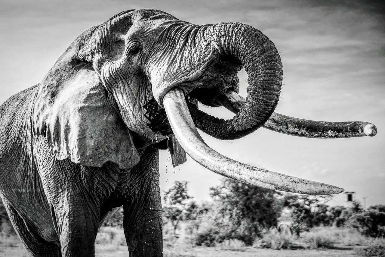 Happy Save the Elephant Day! I love any and every excuse to celebrate elephants! Hooray!

All I want in life is to see elephants everyday. Here are a few elephant images from one of my absolute favorite paces in the world - Amboseli National Park, la