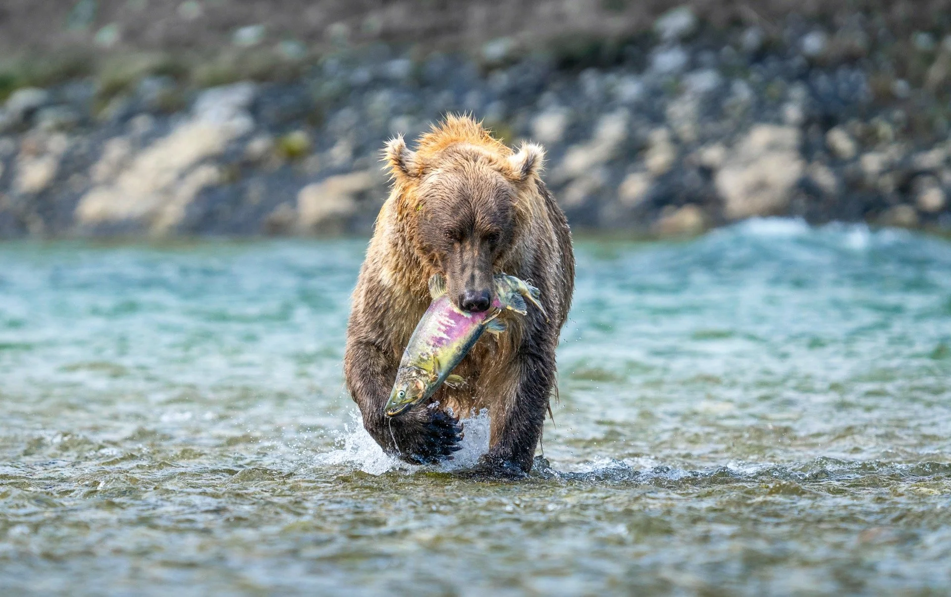 Catch of the Day - "Mama always said, life is a box of chocolates, you never know what you're gonna get until you get it." 

Life is a mystery. There are, however, a few promises life makes with each of us:

1) We all die someday and we hav
