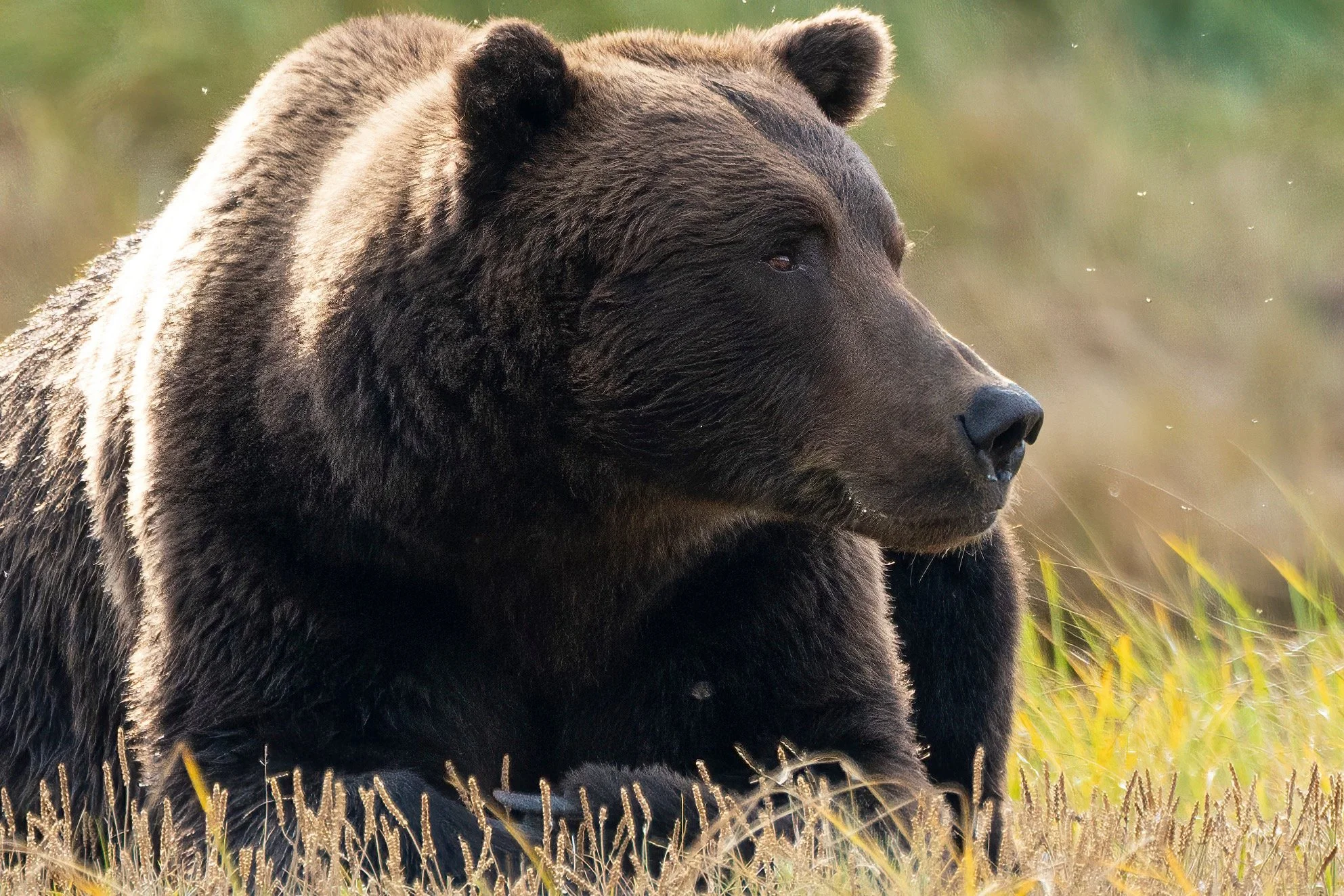 The Gaze - I made this image back in Katmai in autumn of 2020. It was my first Alaskan trip to photograph bears and I was simply amazed at everything! From the bears themselves, to the pristine and so vibrantly colored environment, to the simple coex
