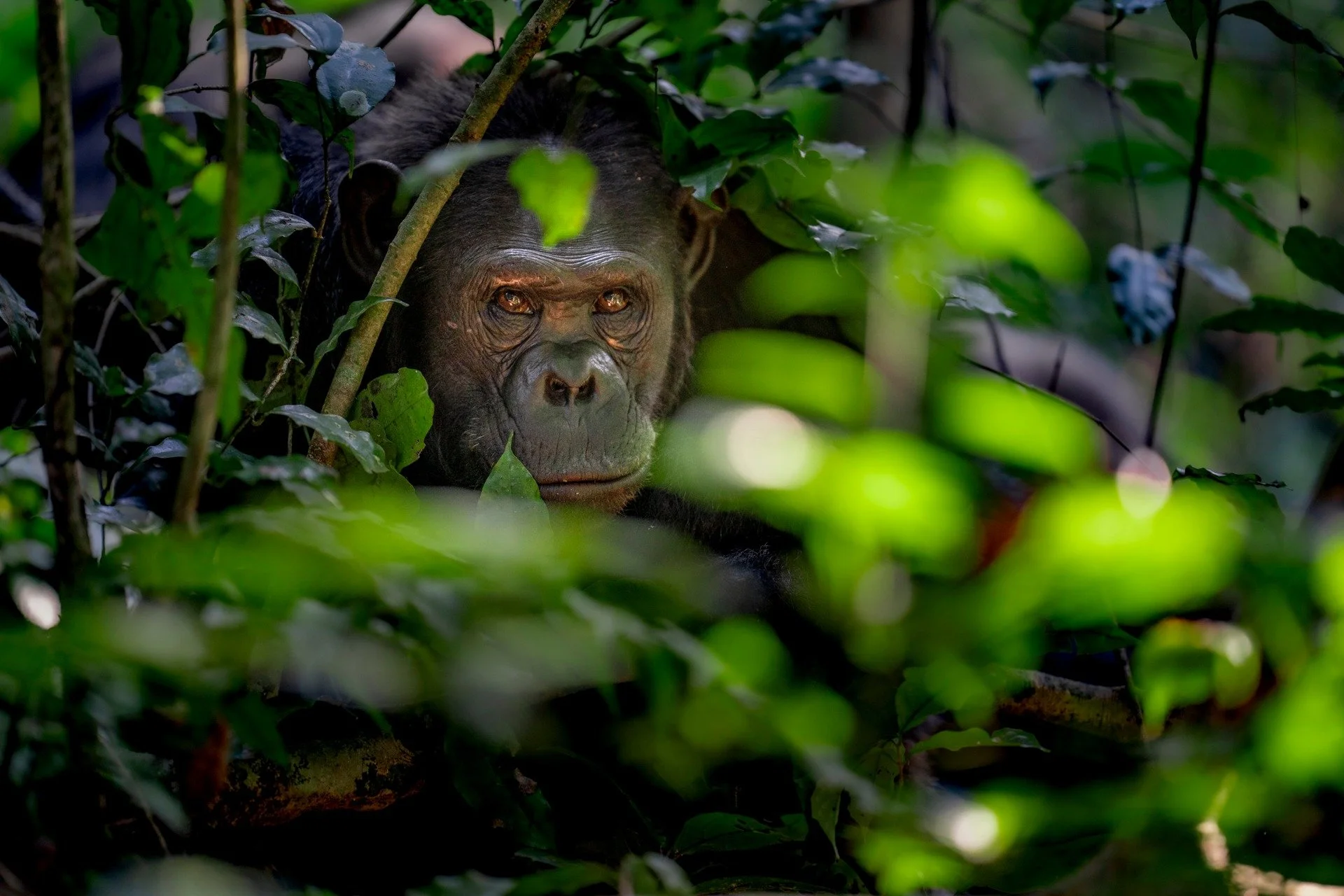 The Jungle Watches

Do you ever get that prickly feeling like someone is watching you? That you&rsquo;re not as alone as you thought?

It&rsquo;s an odd sensation that no one is really able to explain. I think it&rsquo;s physics, spirit, energy. I th