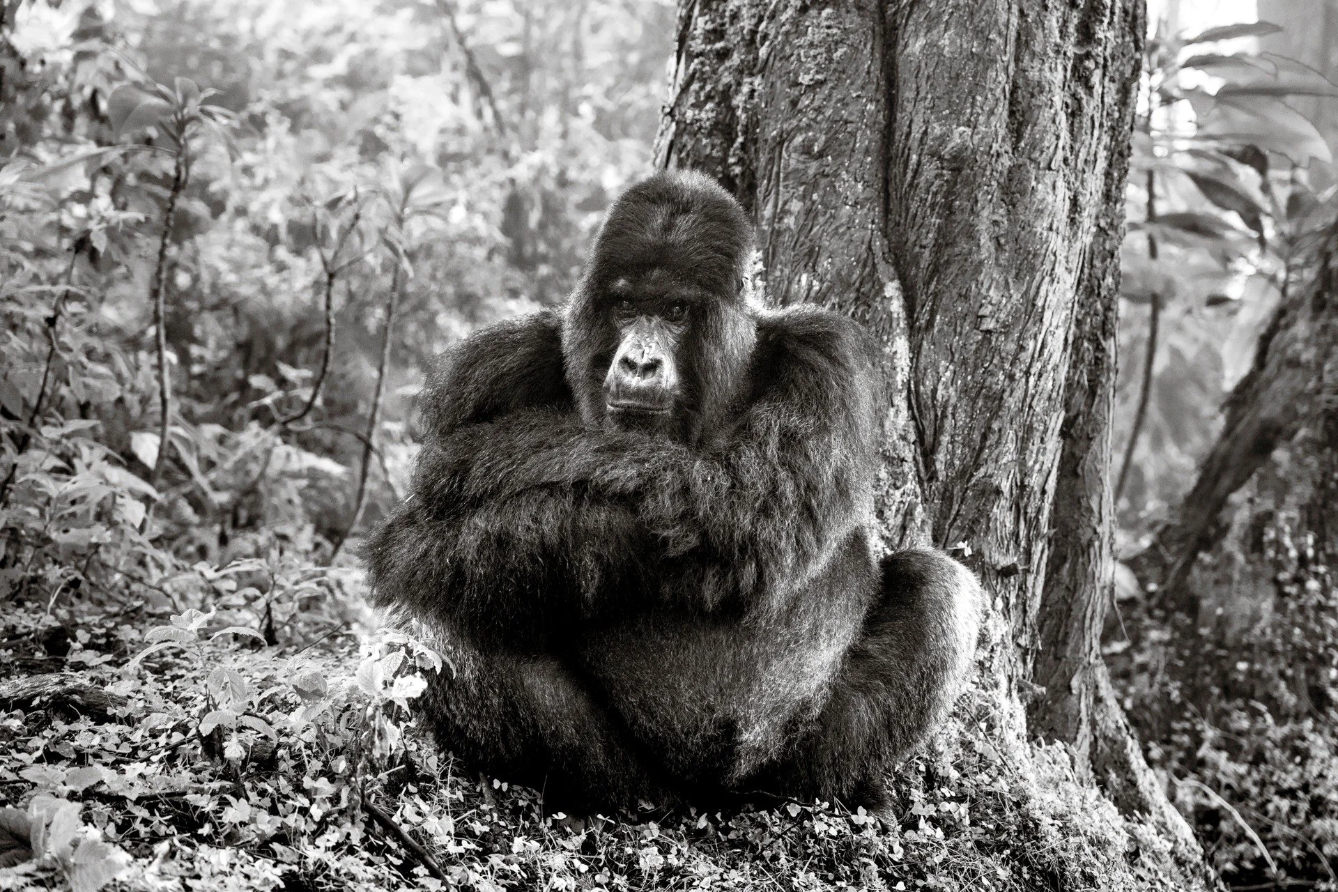 The Guardian

I am overjoyed to announce the upcoming release of &ldquo;The Guardian,&rdquo; a piece in my fine art photography collection, &ldquo;Animus Lux.&rdquo;

I decided to premiere this image yesterday, in my recent Africa Geographic article 