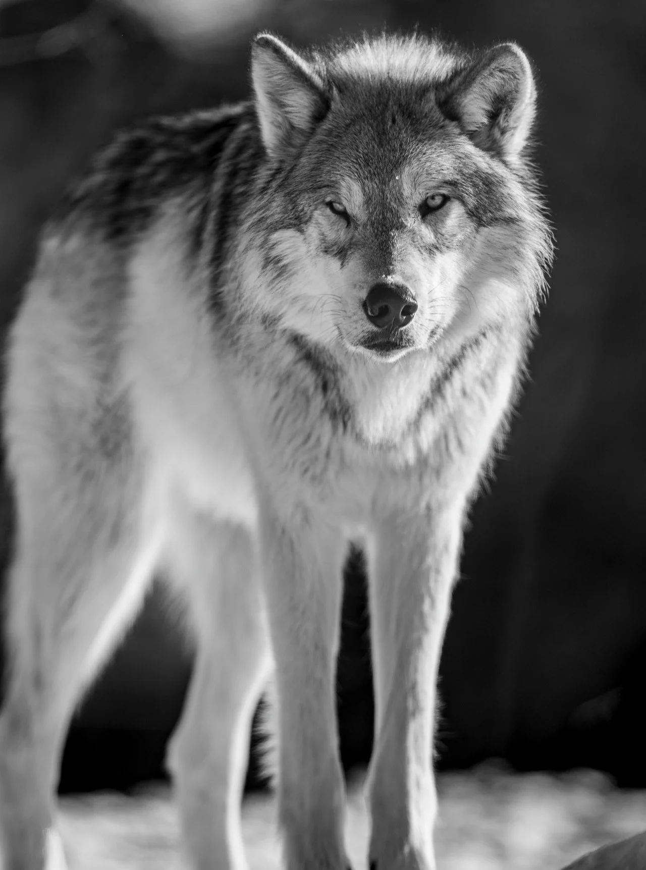 The Hunter &amp; The Hunted

September 15 is a scary and sad day for many of us. It&rsquo;s the opening hunting day for wolves in Montana and Wyoming around Yellowstone &amp; Grand Teton National Parks. This is considered a &ldquo;Trophy Game Area.&r