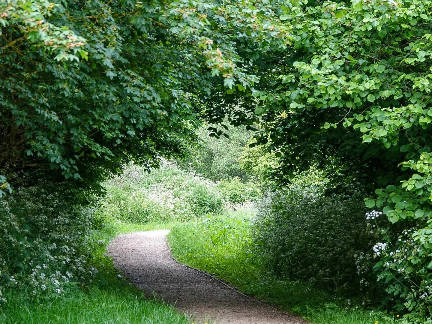 Championing trees in Neighbourhood Plans
