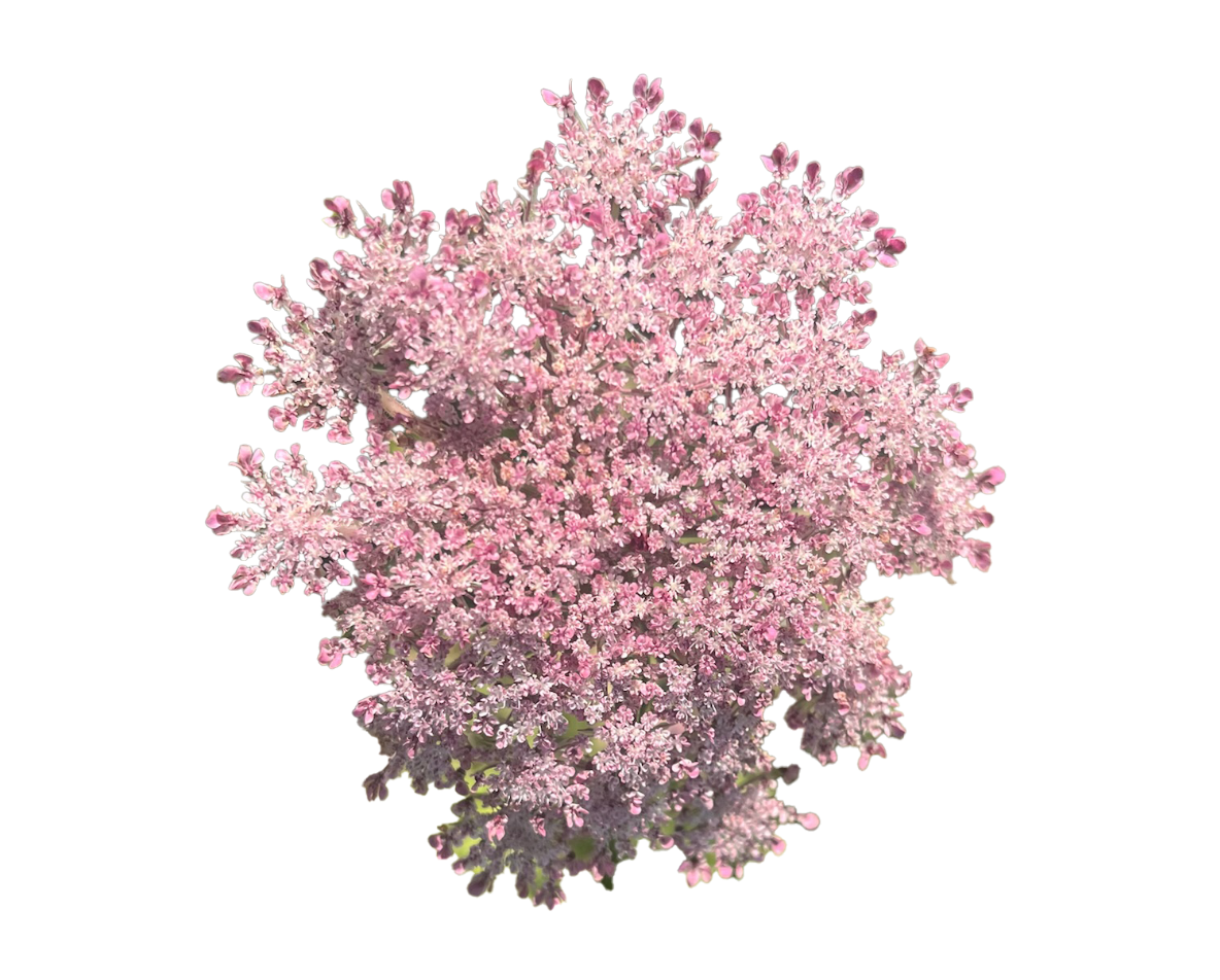 Pink flowering tree against a black background.