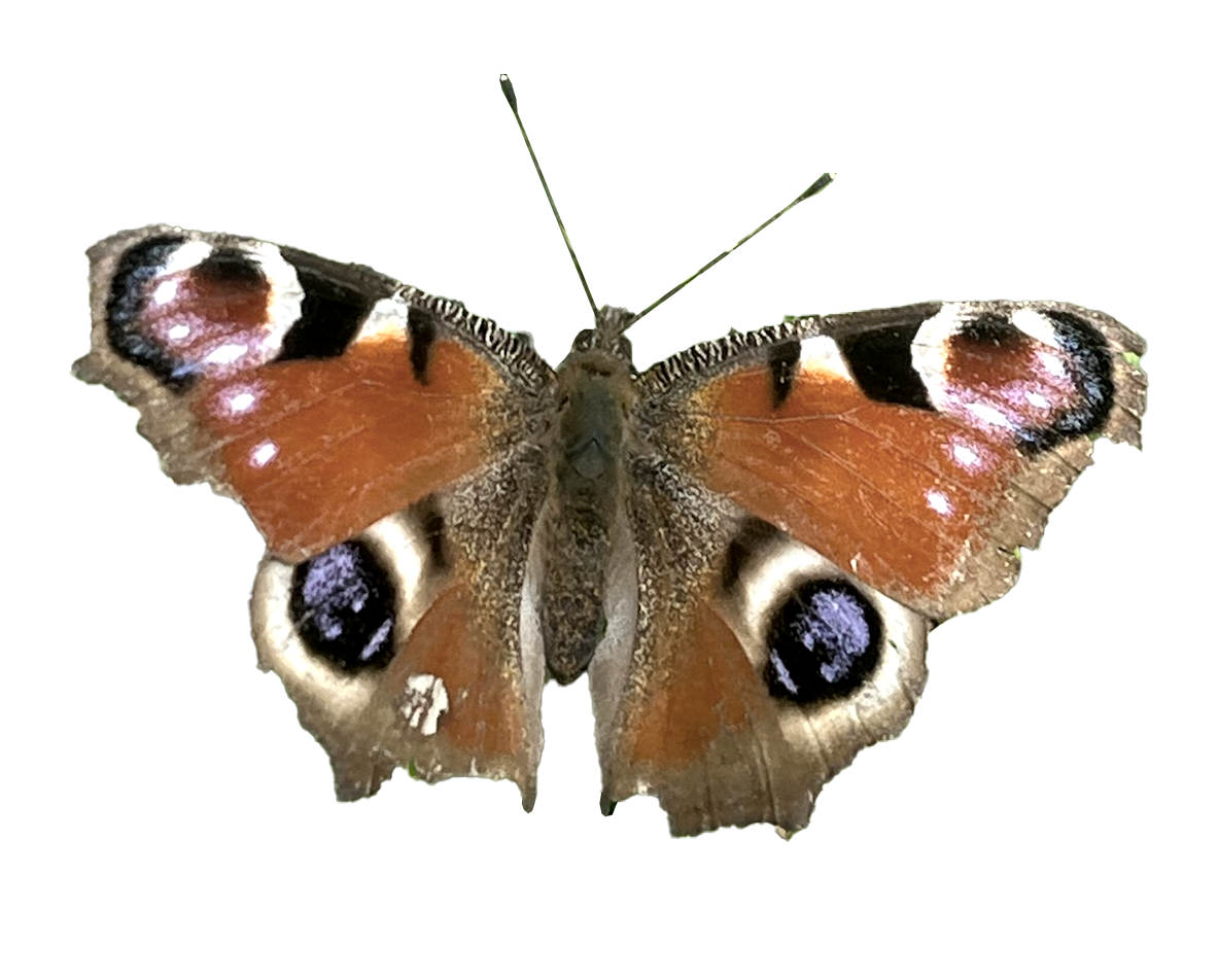 A butterfly with orange, black, white, and purple eye spots on its wings.