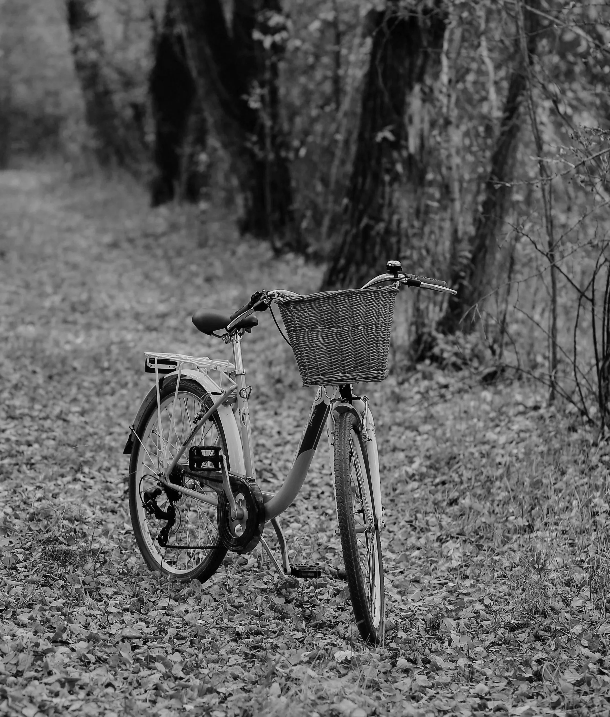 A bicycle with a front basket leaning on a tree along a wooded trail covered in fallen leaves.