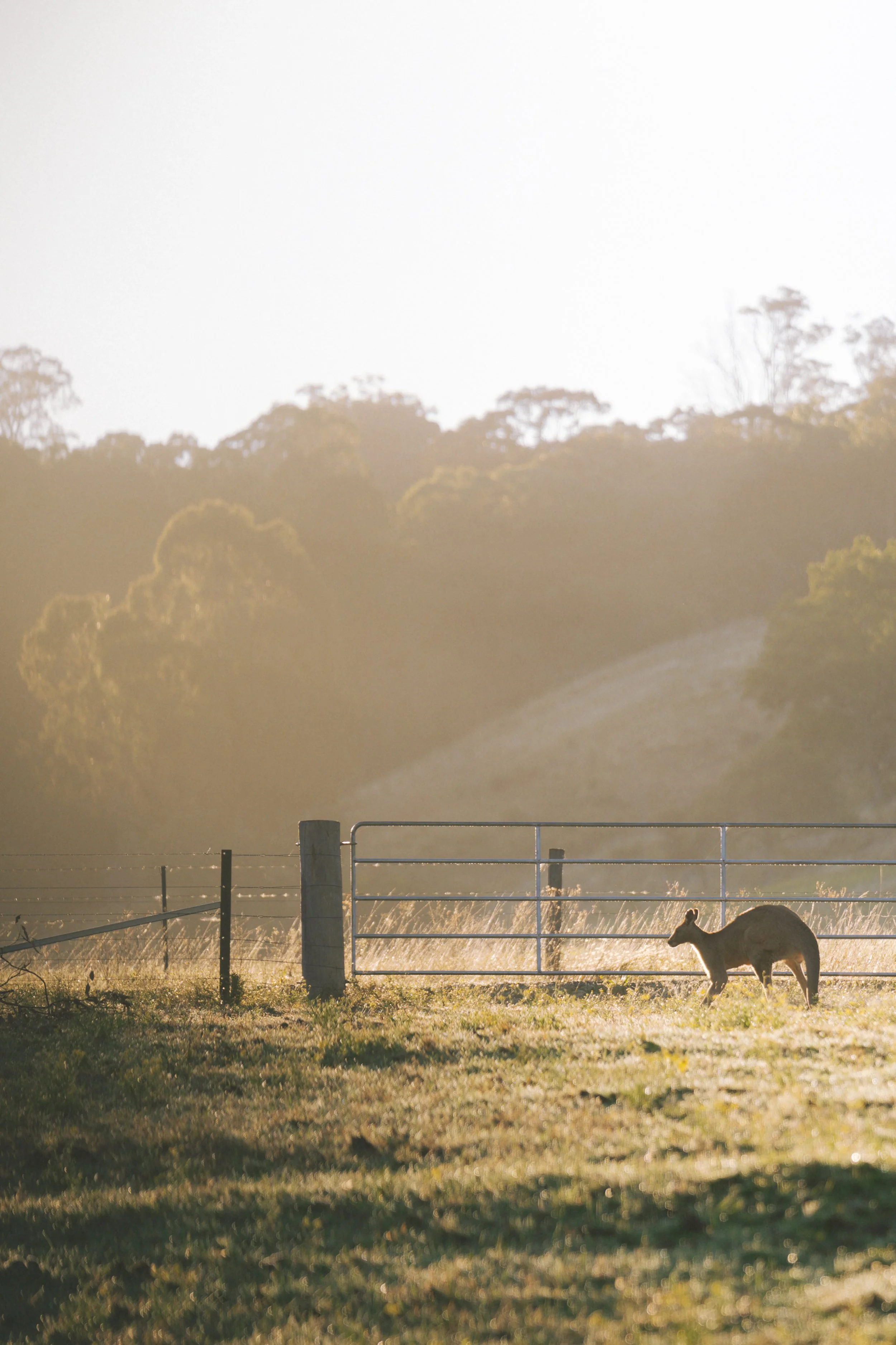 Sunrise over a rural farm, showing a cow grazing near a fence in the foreground with trees and a bright sky in the background.