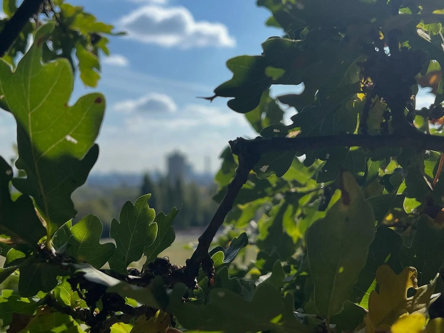 This view made me feel for a moment like an indigenous person, peering out from the forest. Can you imagine a world that was mostly forest, and cities were the strange exception? Can we get back to that world? Or is it gone forever? #forest #naturalw