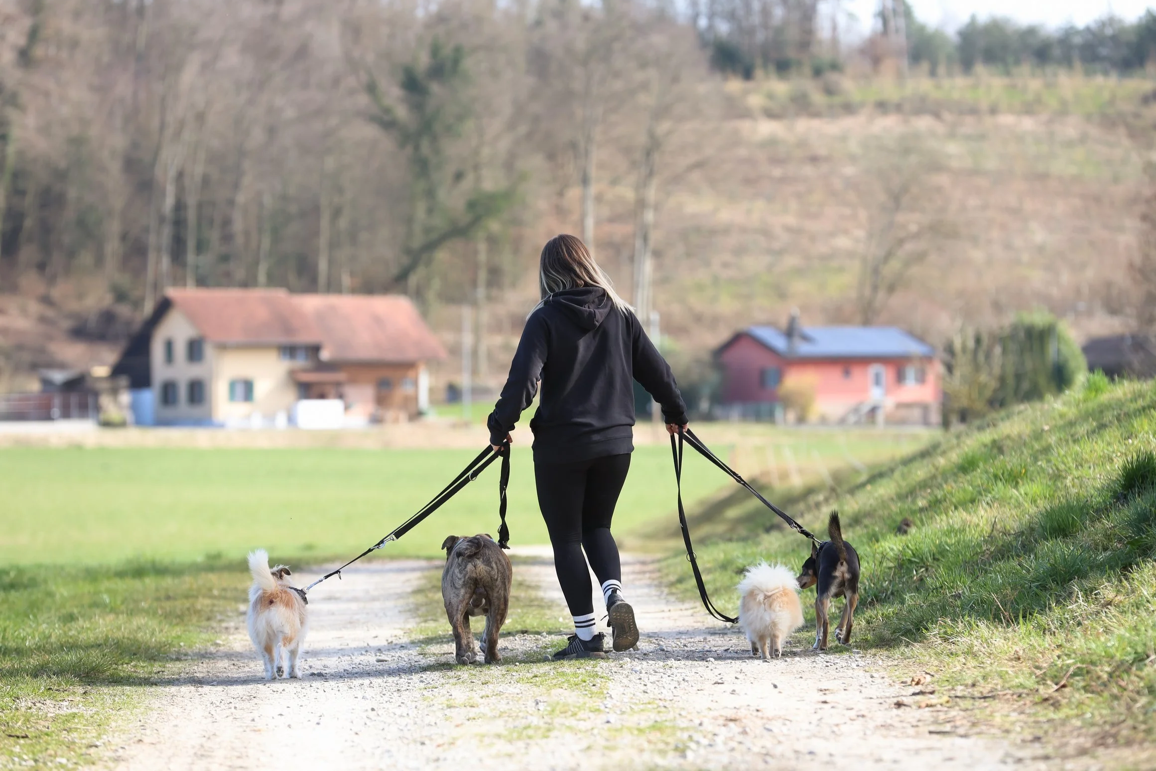 Eine junge Frau in einem schwarzen tshirt mit dem Villa-Logo steht hinter vier Hunden welche sie alle anstarren. In den Händen hält siw womöglich ein Hundesnack, weshalb die Hunde so vernarrt zu sein scheinen.