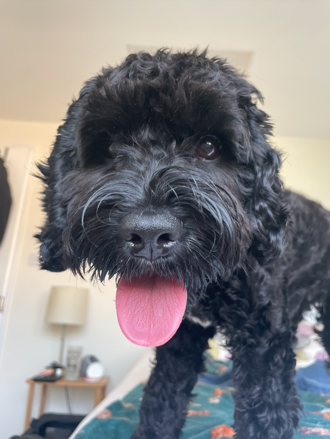 Reasons I Love My Dog