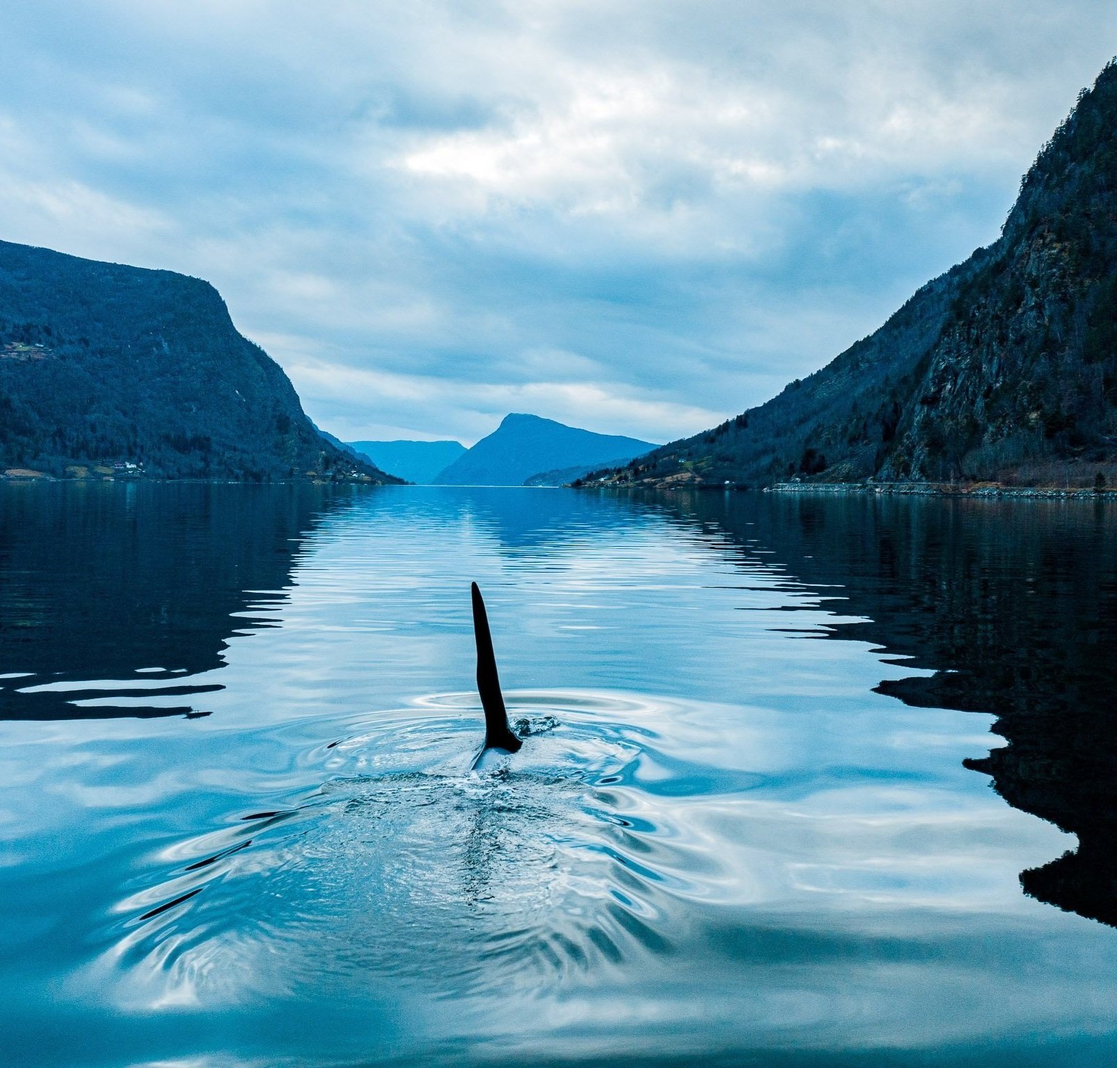 Spekkhoggar i fjorden