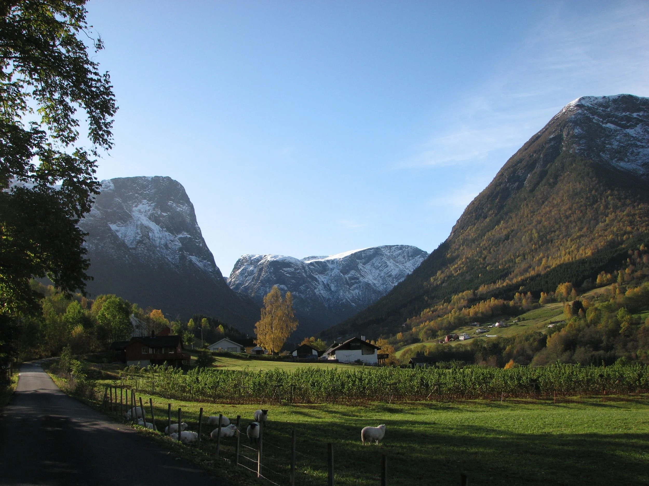 HØGHEIM AMØ 2015.jpg