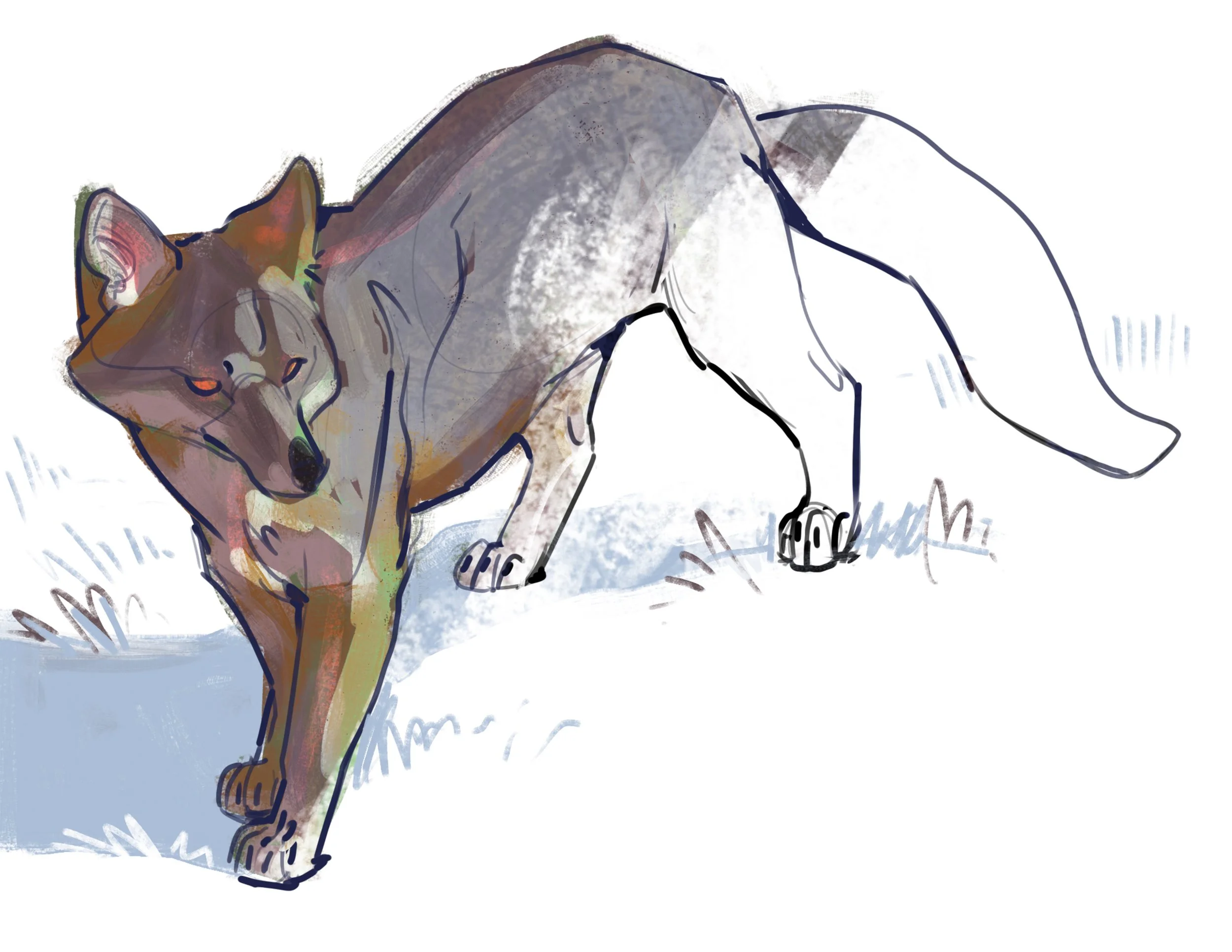 grayfox.jpg