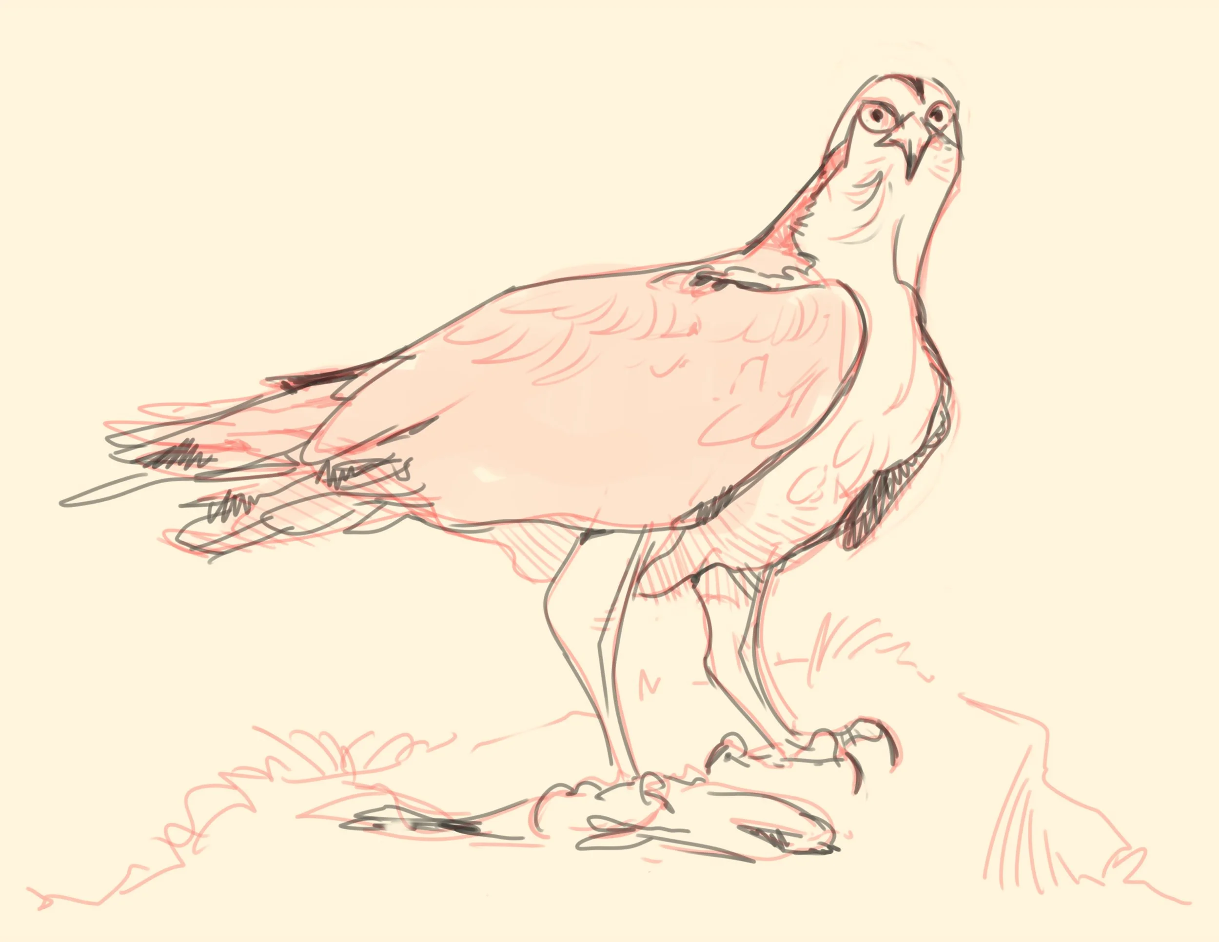 osprey.jpg