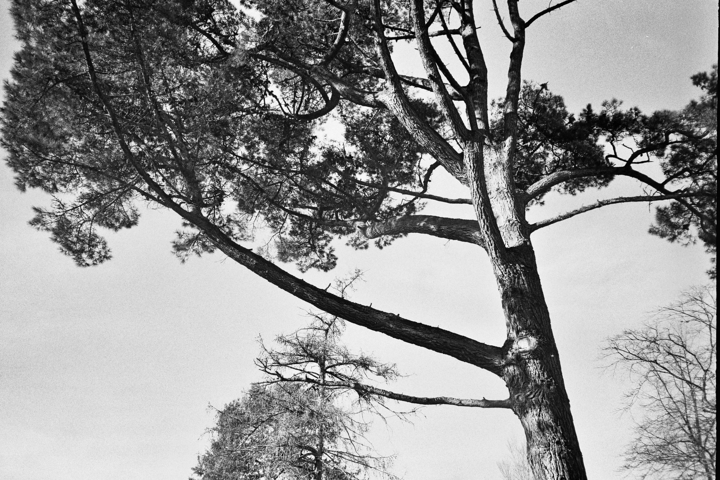grand old tree