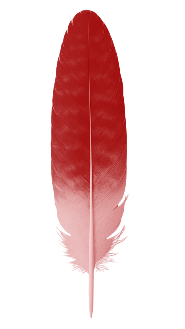 Red feather against a transparent background.