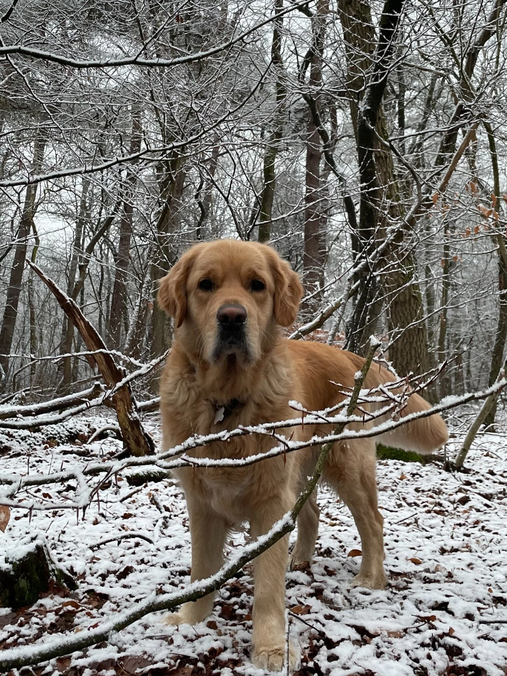 Golden retriever dog standing in a snow-covered forest surrounded by leafless trees and snow-dusted branches.