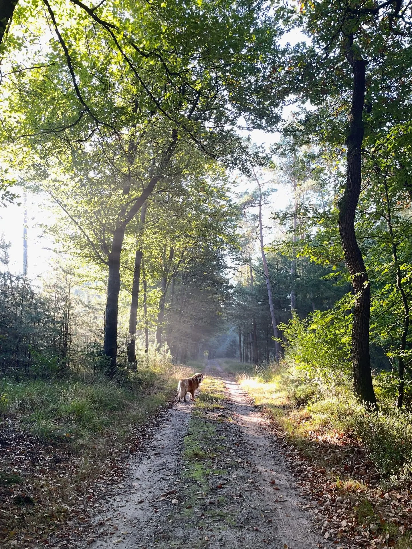 As one walks the same route every day, you can become quite used to it. But when I see the joy these two experience in this freedom, it reminds me every time how special it is to call this home and our daily walk. #goldenretriever #goldenretrieverwor