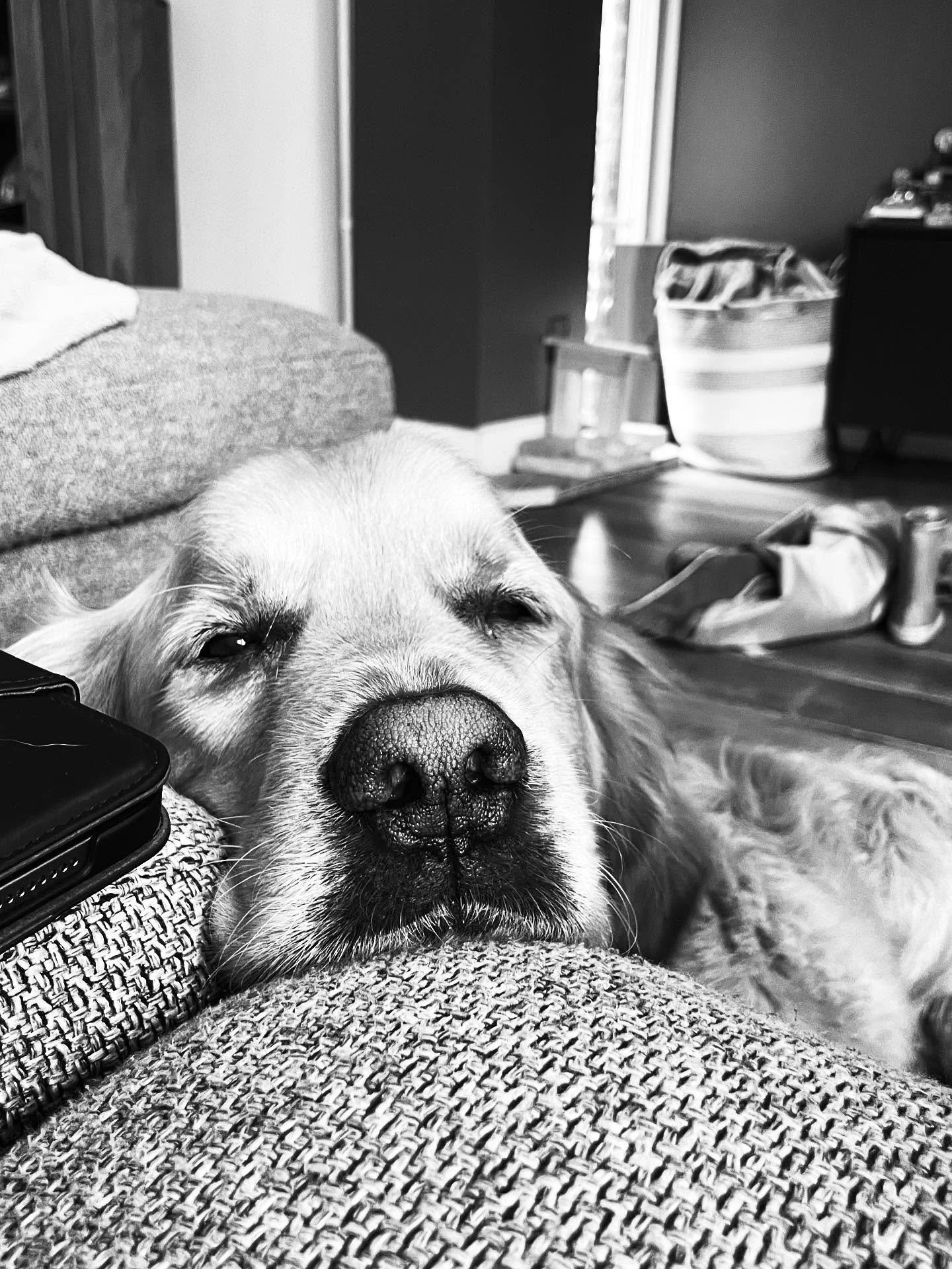 This is your reminder that it&rsquo;s Sunday. Take it easy. Put your head on the couch. And wait for somebody to scratch it - Zazu will tell you: it always happens. 

#goldenretriever #goldenretrieversworld #goldenretrievertoday #goldenretrieversnede