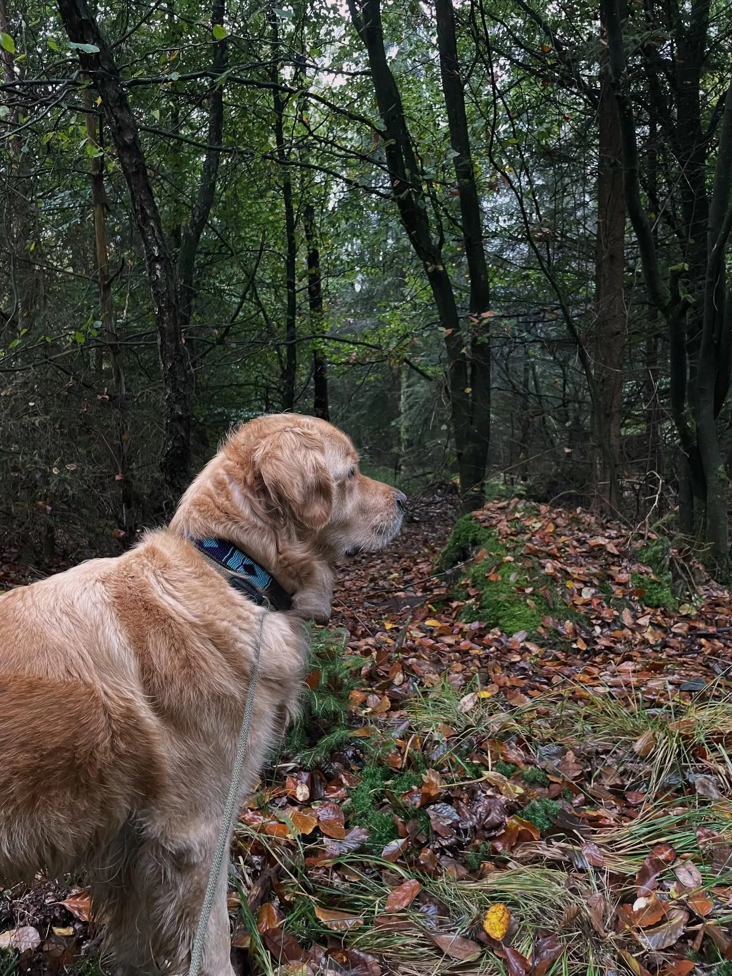 If our dogs had LinkedIn profiles&hellip;

Zazu: Head of Security &amp; Forest Patrol
Summer: Director of Good Vides &amp; Snacks

🥰🥰🥰

#goldenretriever #goldenretrieversnederland #forestwalks