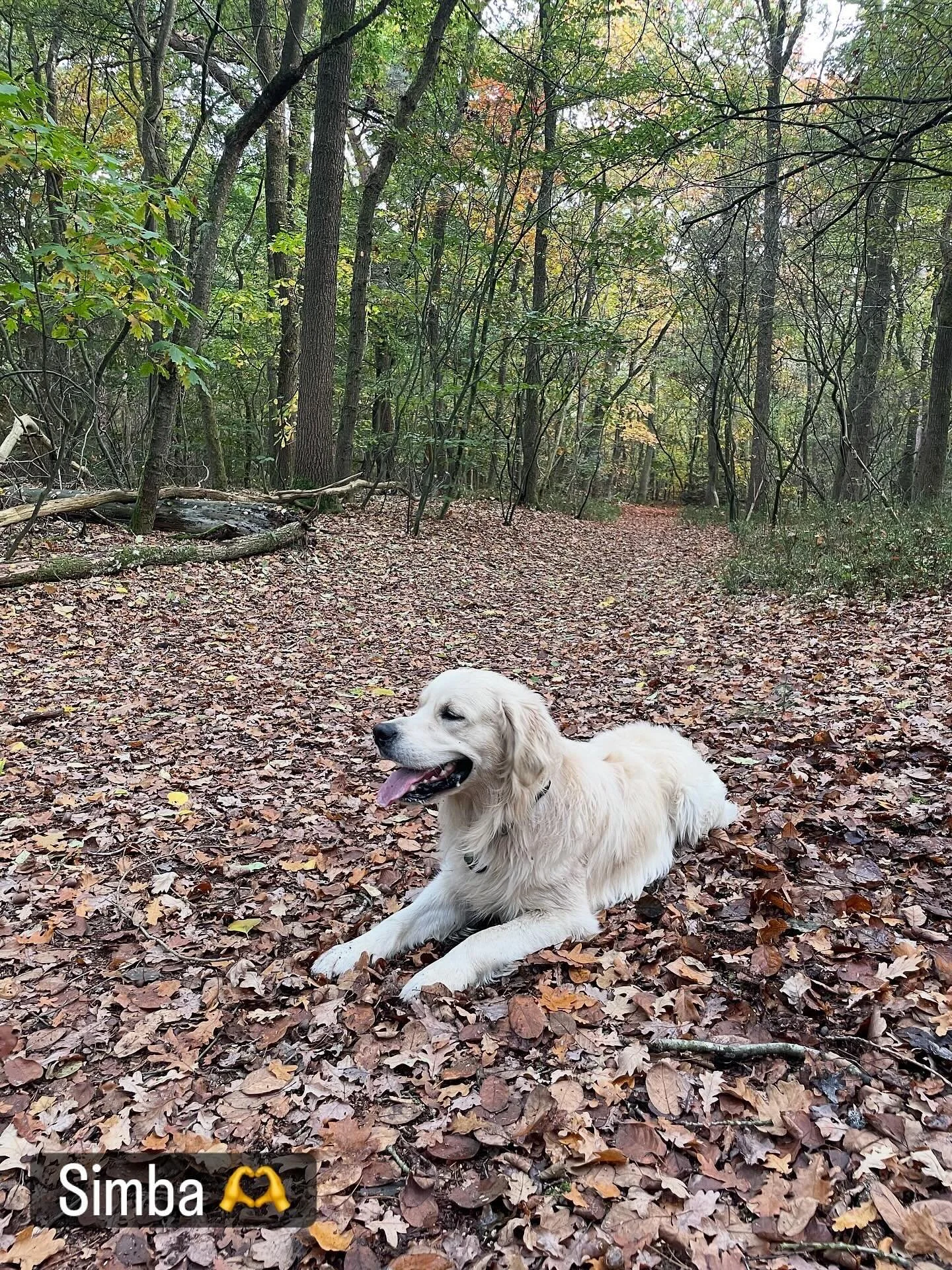 This weekend we were lucky enough to welcome Simba into our home!

What a joy he was: full of life energy, easy to make you smile, very well balanced, and completely comfortable with himself! He loved every inch of the forest we went through and had 