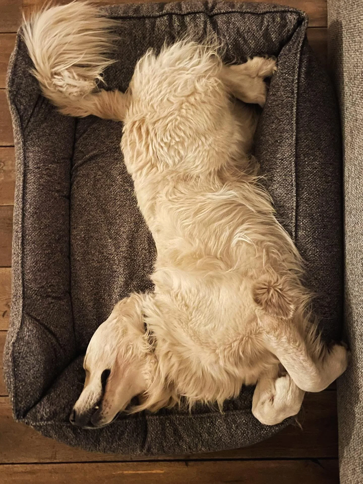 What a great week spent with our new friend Lucky 🐾 His joy for life is just infectious - running HARD when he&rsquo;s out in the forest and sleeping DEEPLY when he&rsquo;s home. See you again soon our &ldquo;witte wolf&rdquo;! 🤍🐺