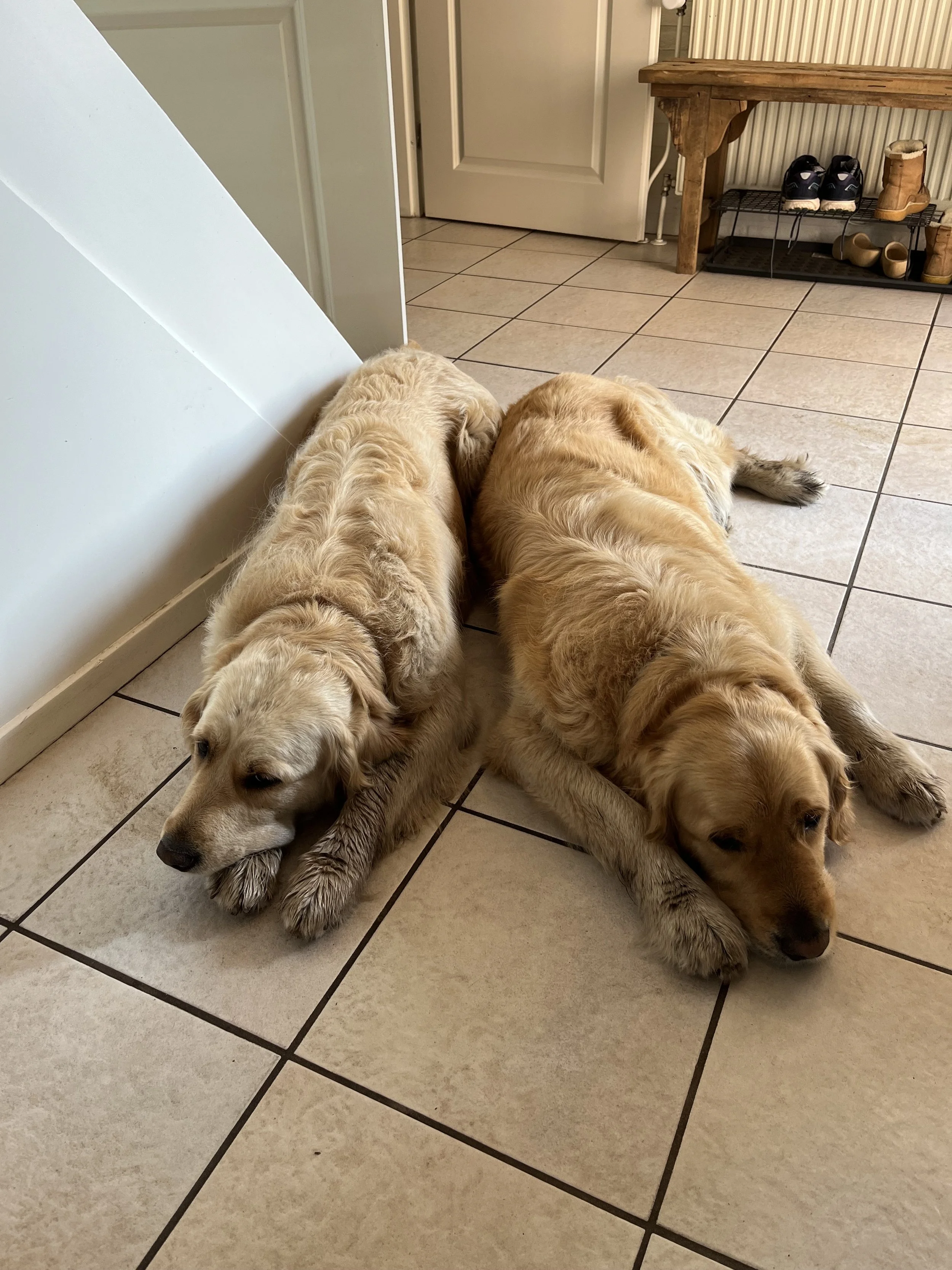 Two golden retriever puppies lying on a tiled floor, resting with their heads down and semi-overlapping.