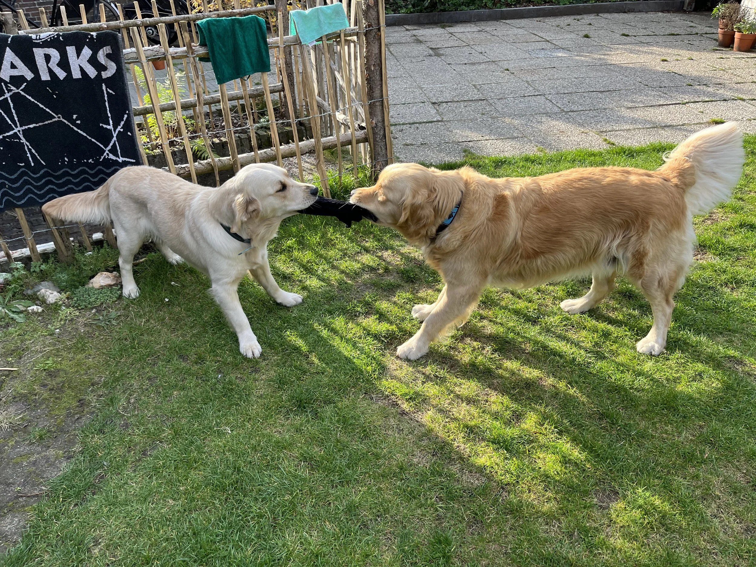 Two golden retrievers playing tug of war with a black toy in a backyard with green grass, a wooden fence, and a stone patio.