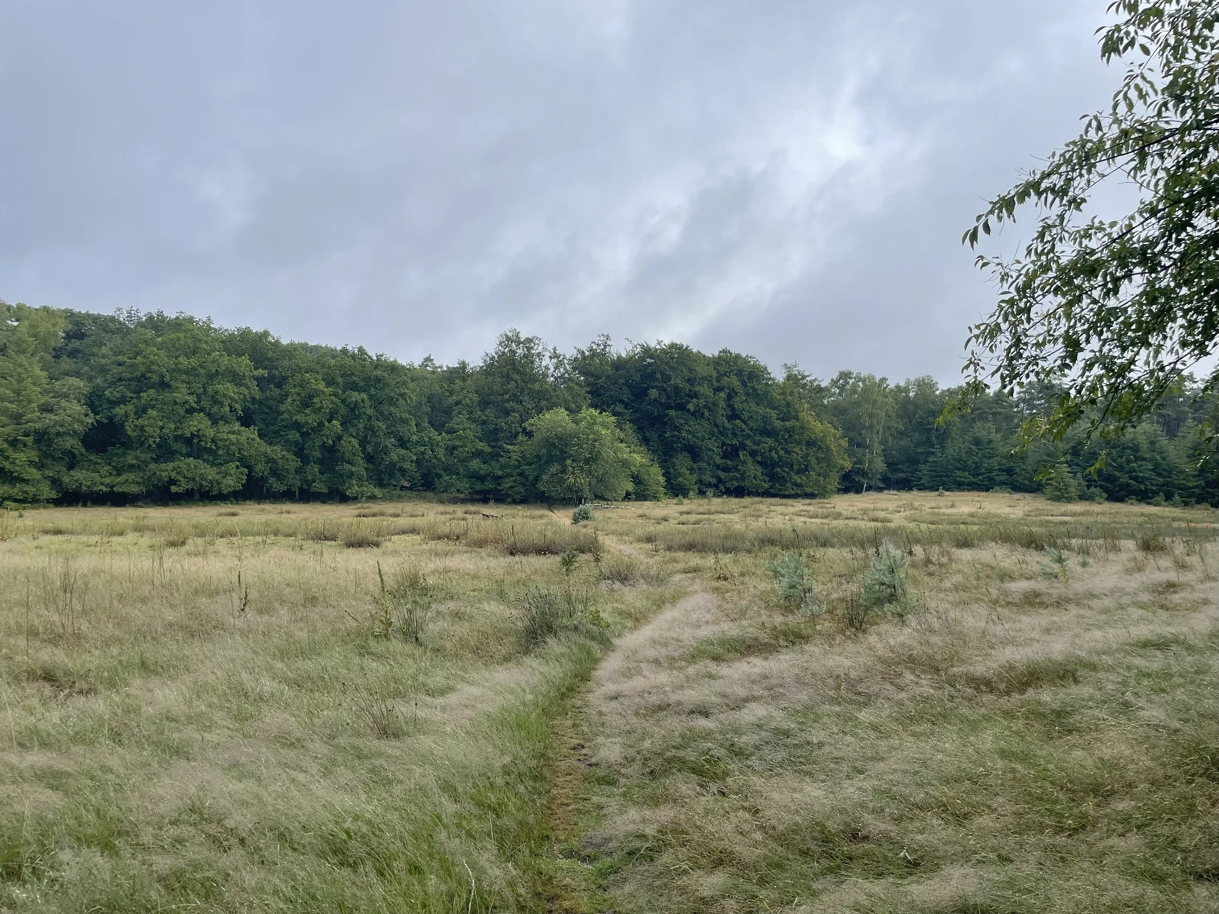 A dirt path runs through a grassy field with green trees in the background under a cloudy sky.
