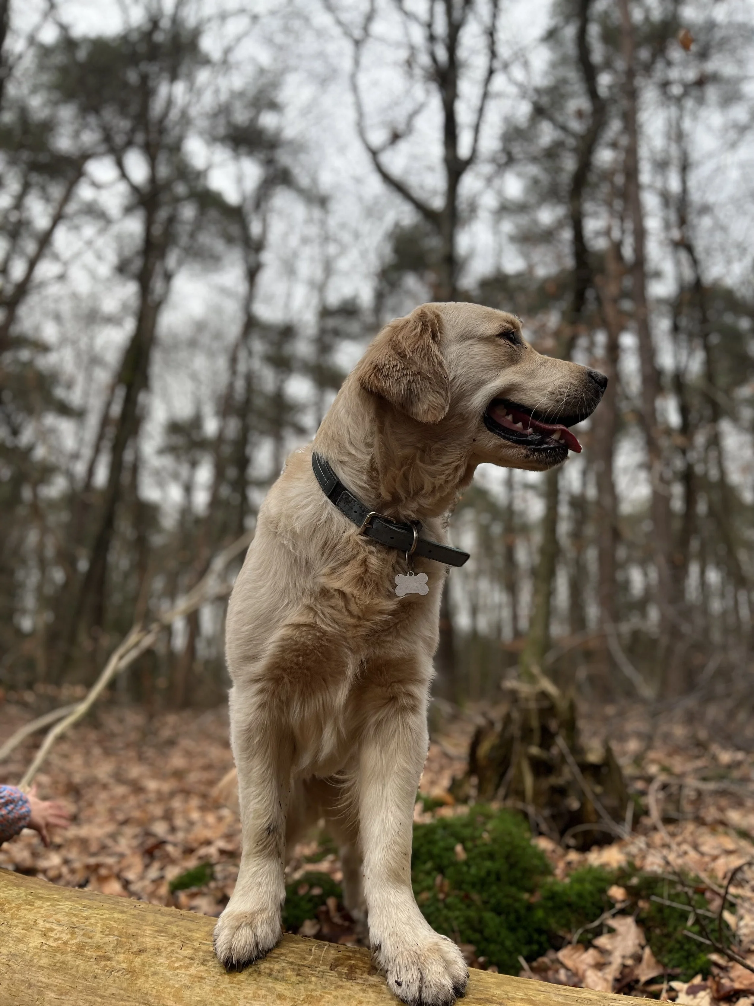 A young golden retriever dog standing on a log in a wooded forest, looking to the side with its tongue slightly out, wearing a black collar with a bone-shaped tag.