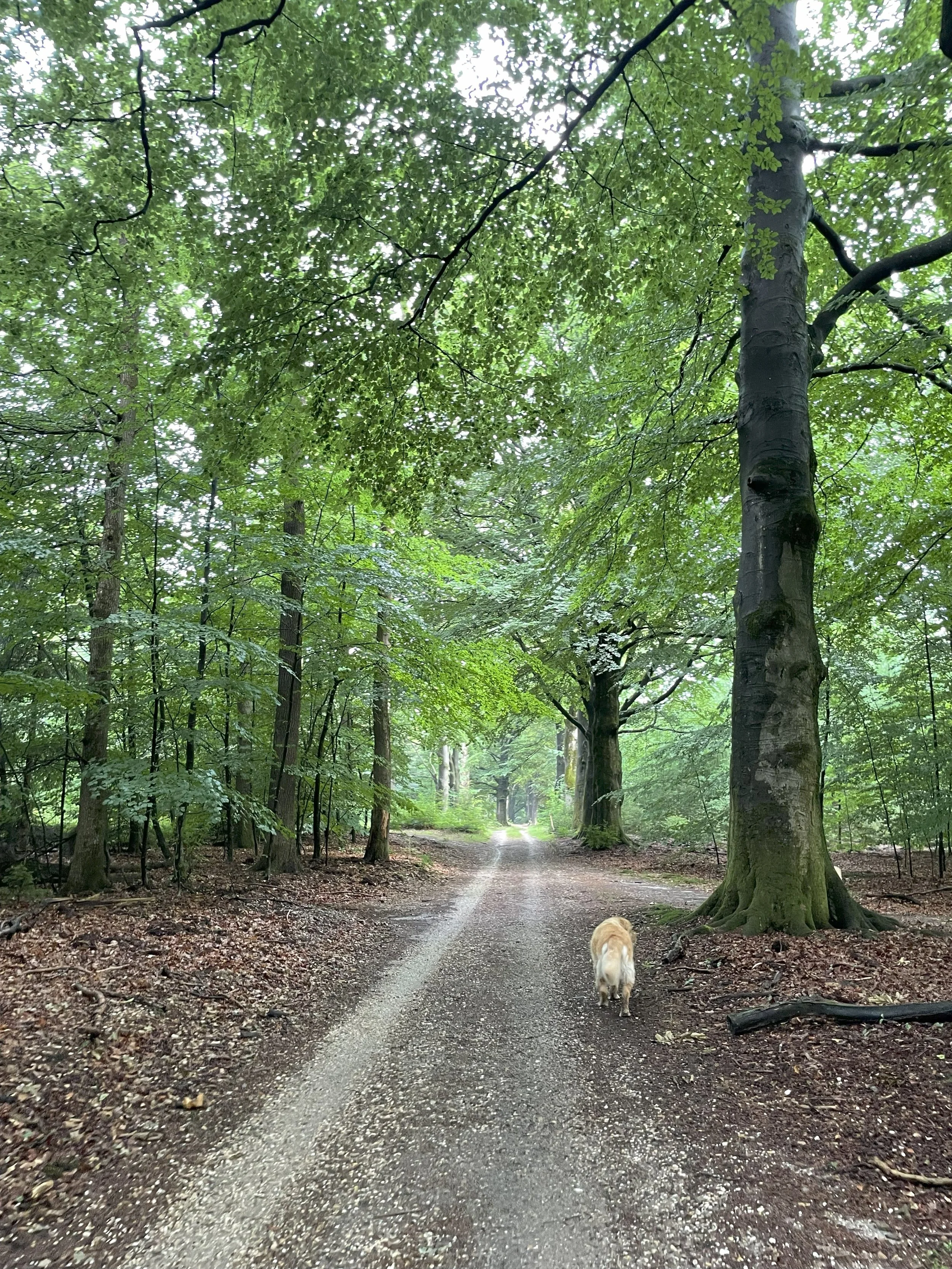 A dirt trail through a green forest with tall trees and a golden retriever walking away from the camera along the path.