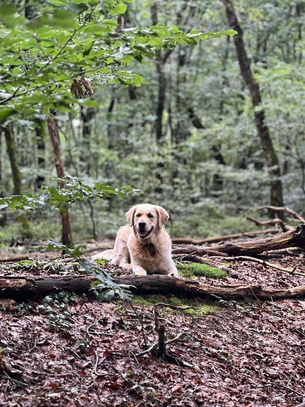 A golden retriever lying on a fallen log in a dense green forest.