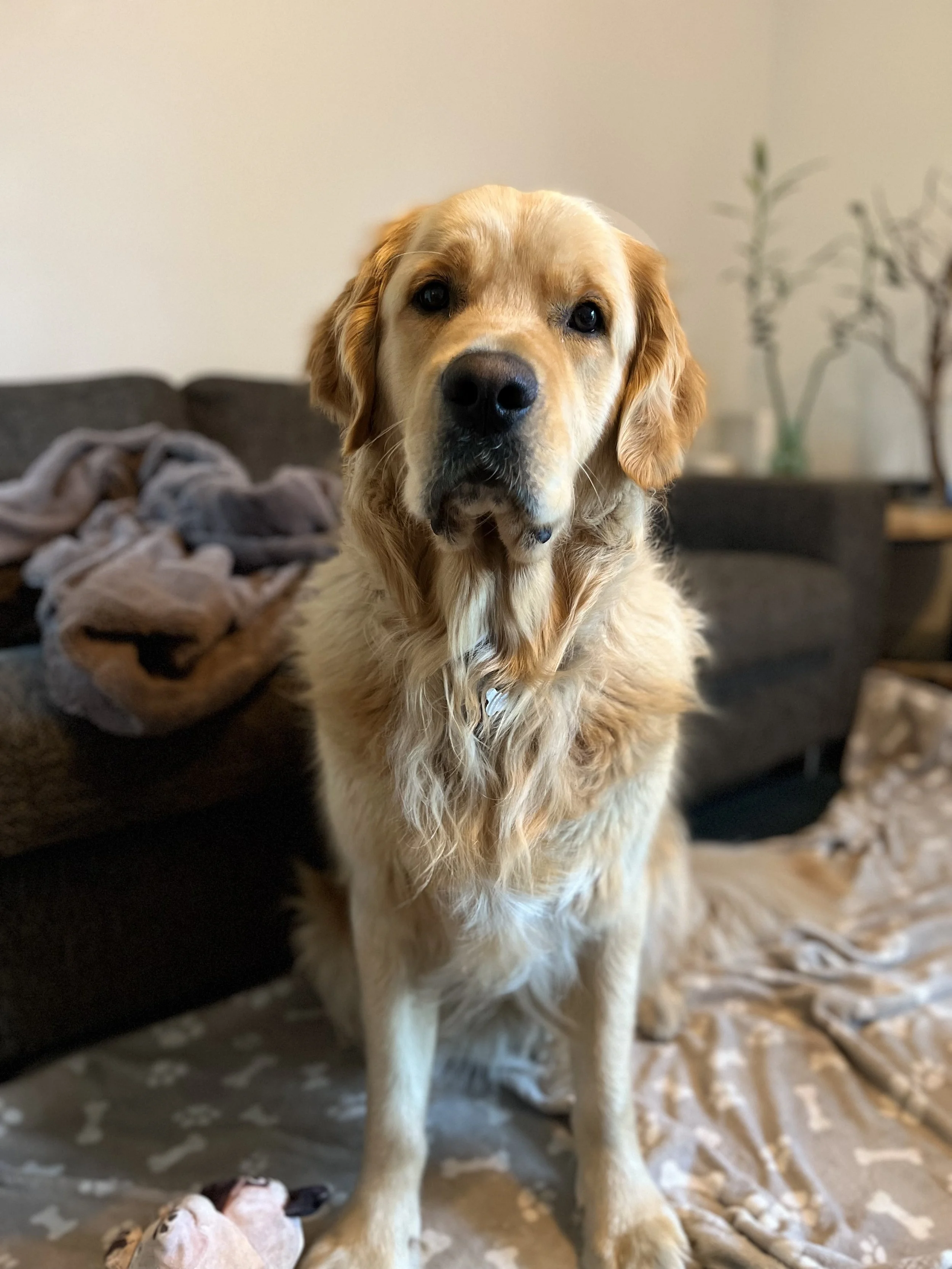 Golden retriever sitting on a blanket in a living room.