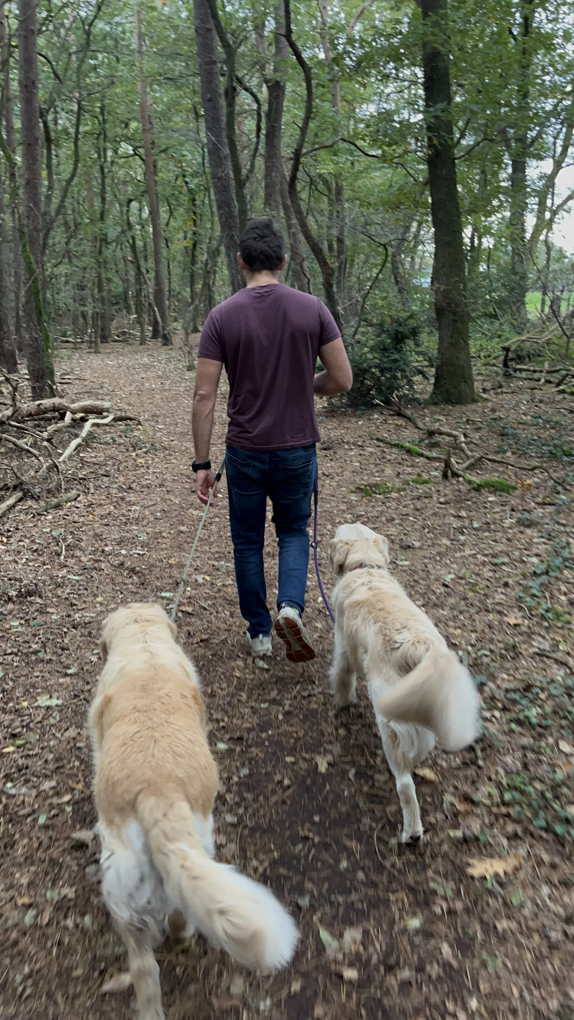 A person walking two golden retriever dogs on a dirt trail through a green wooded forest.