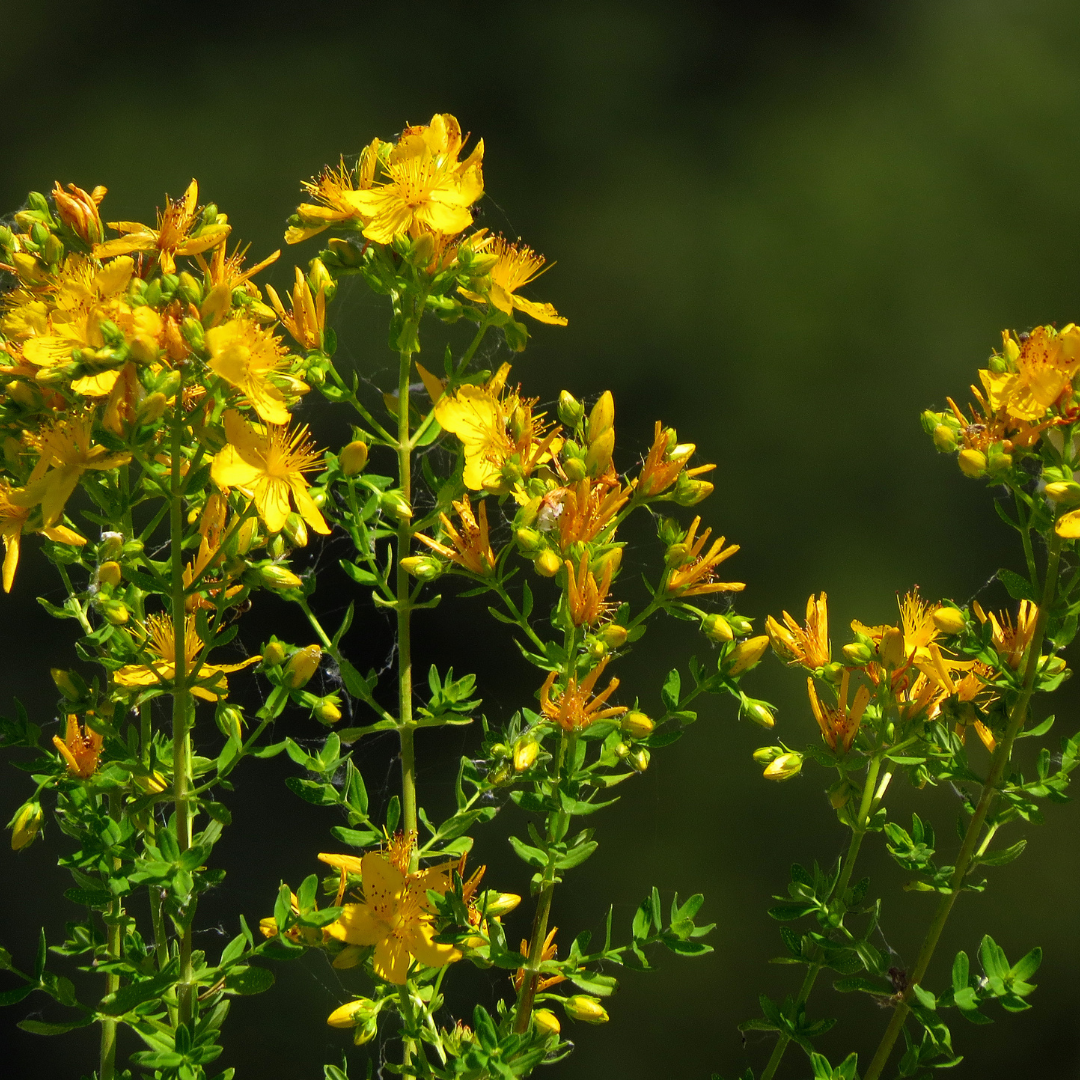 Close-up of yellow flowering plants with green leaves against a dark background.