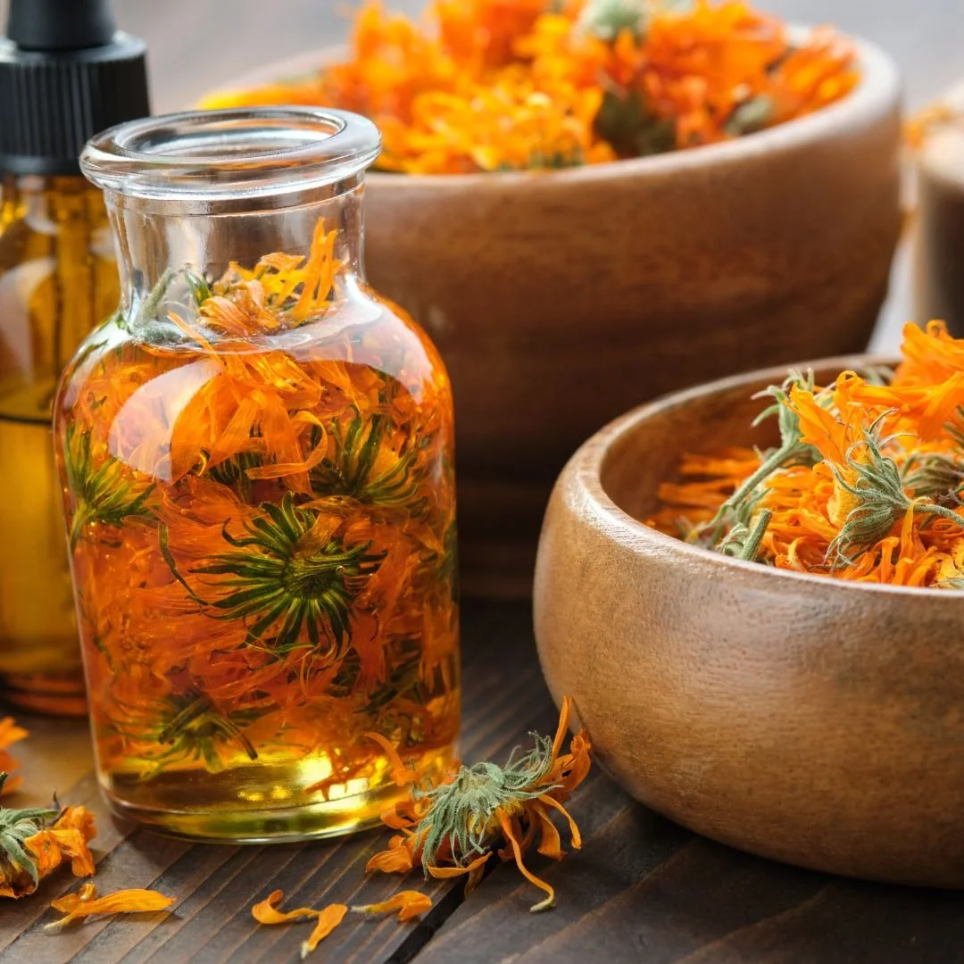 Calendula officinalis (Calendula Flower)