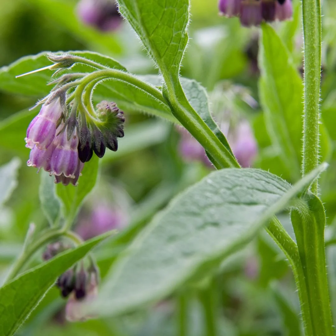 Symphytum officinale (Comfrey Leaf)