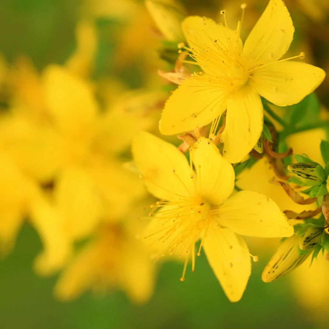 Hypericum perforatum (St. John’s Wort)