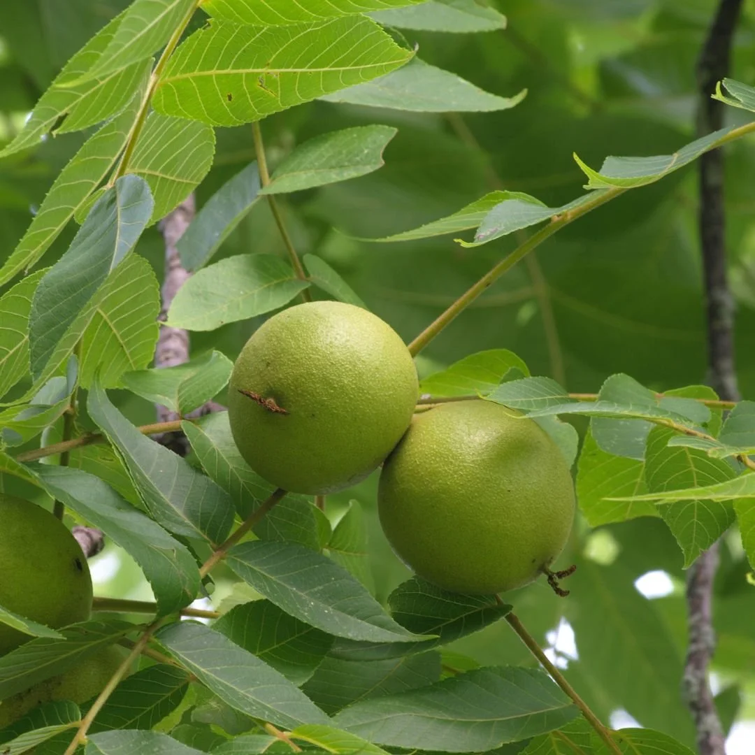 Juglans nigra (Black Walnut Hull)