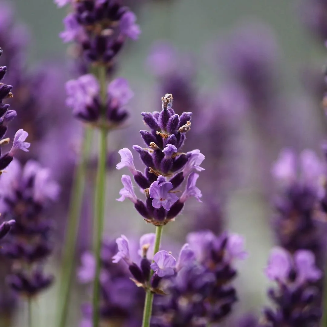 Lavandula angustifolia (Lavender)