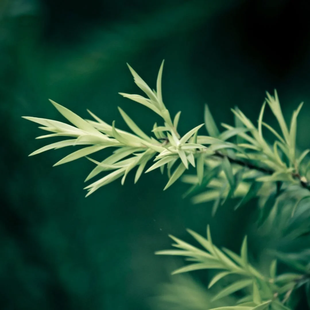 Melaleuca alternifolia (Tea Tree)