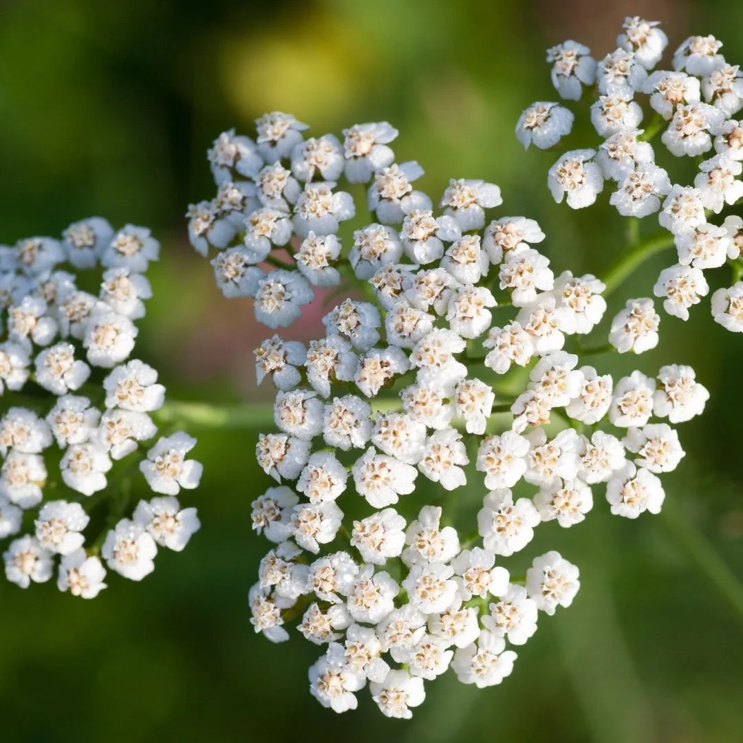 Achillea millefolium (Yarrow)