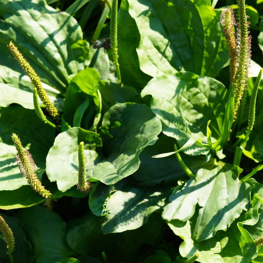 Plantago major (Plantain Leaf)