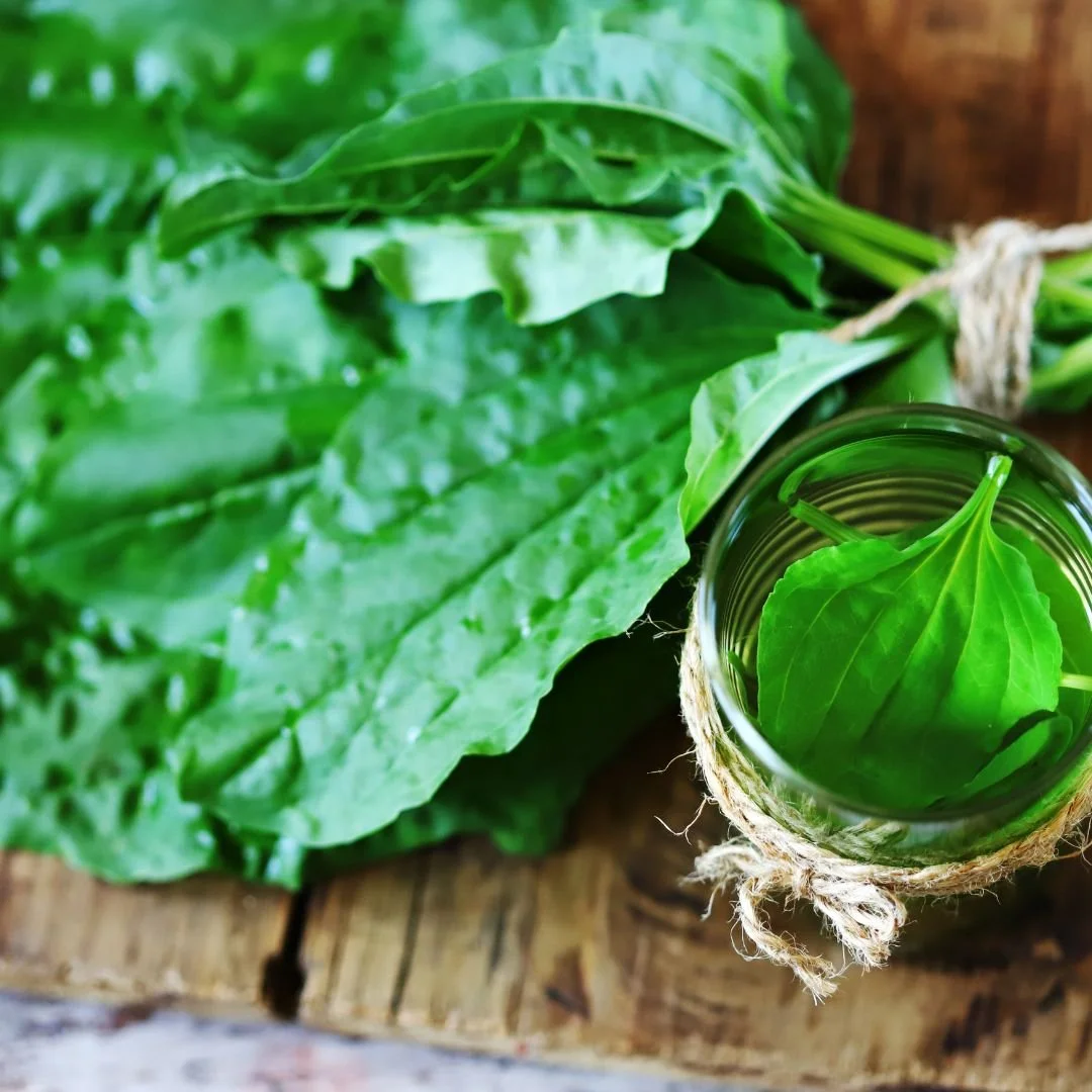 Fresh green spinach leaves bundled with rustic twine next to a glass of water containing a spinach leaf, all placed on a wooden surface.