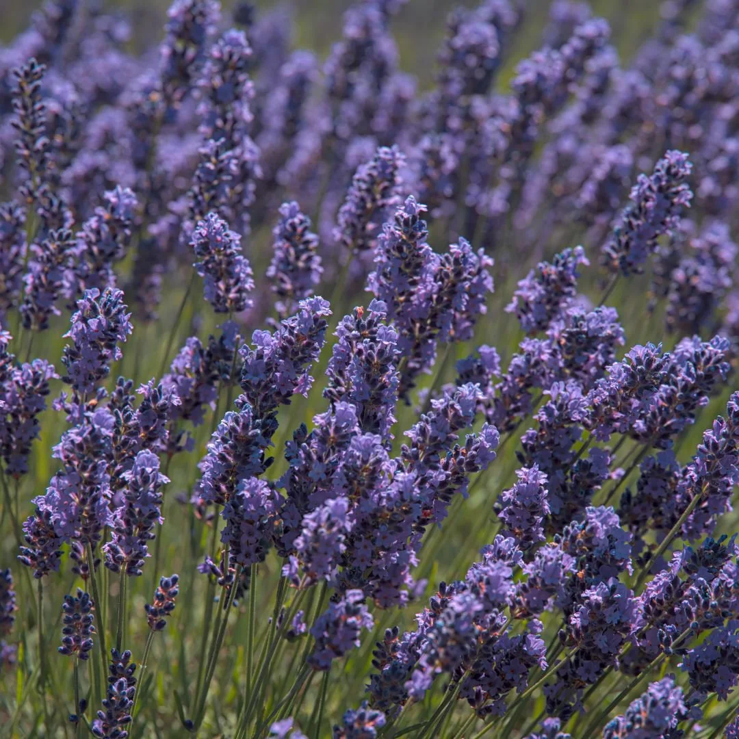 Close-up of a lavender field with purple flowers and green stems.