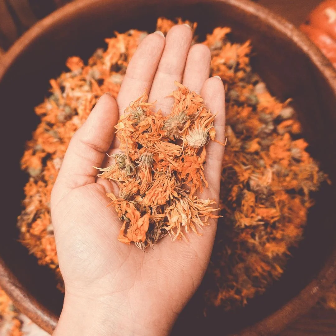 Hand holding dried orange flowers over a bowl filled with more dried orange flowers.