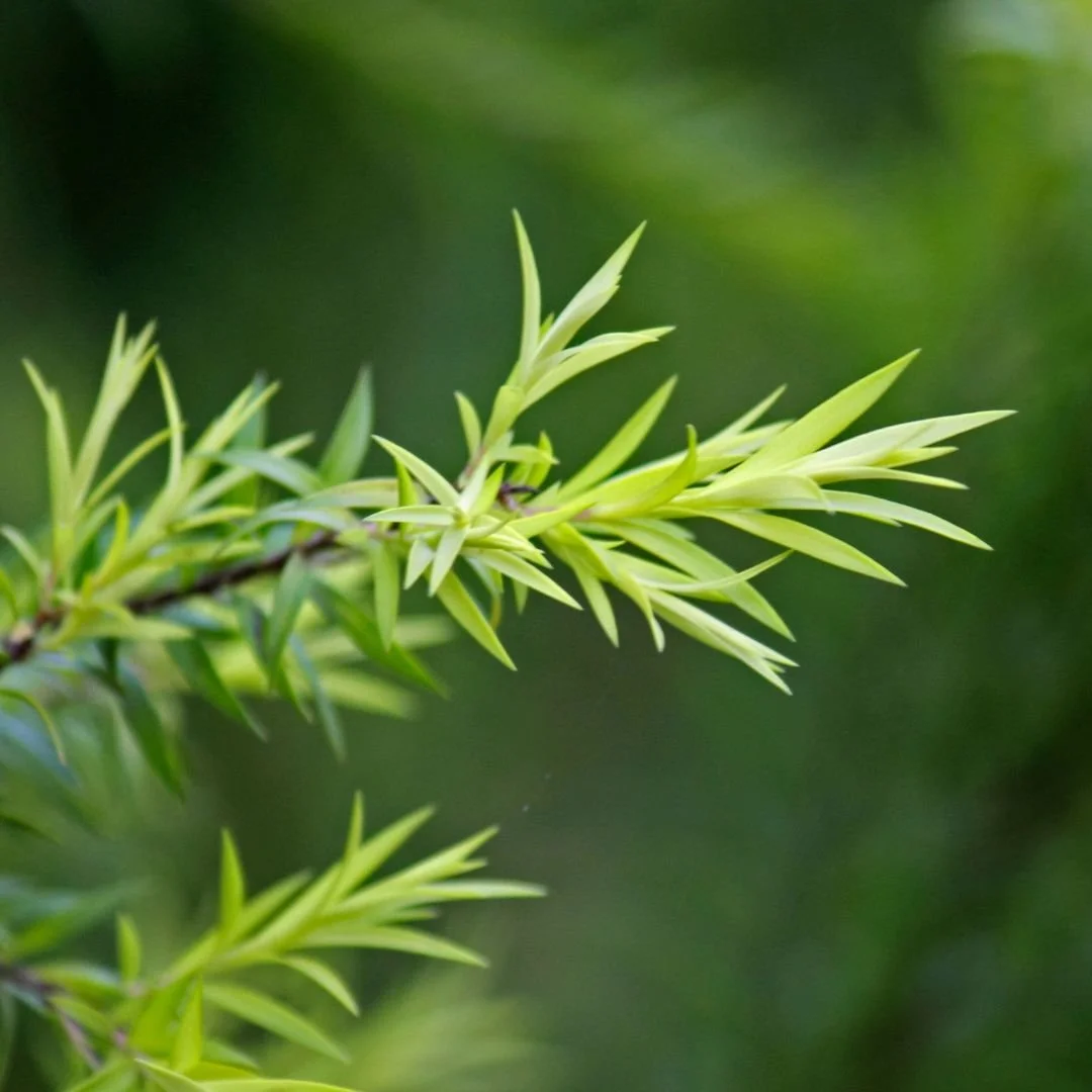 Close-up of a green plant with narrow, pointed leaves on a branch against a blurred green background.