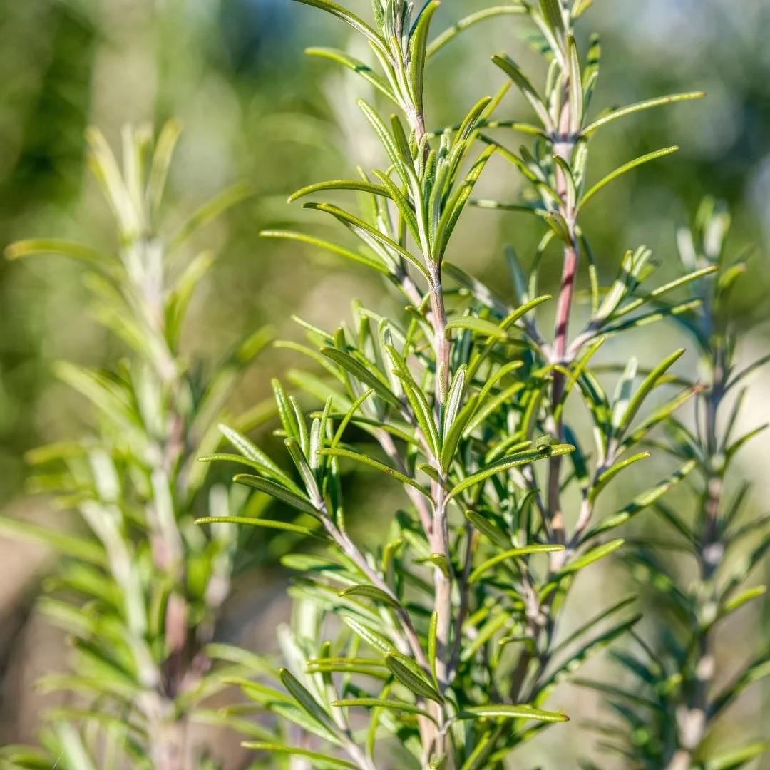 Close-up of fresh green rosemary plant with narrow, needle-like leaves.