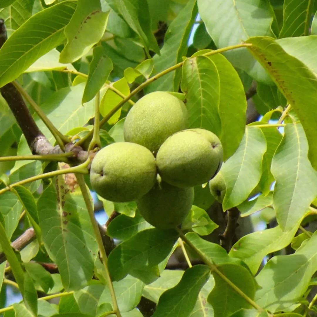 Green walnuts growing on a tree amidst green leaves.